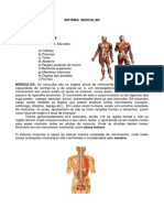 Sistema muscular: grupos, funções e estrutura