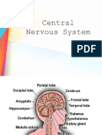 Central Nervous System