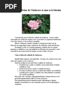 Codurile Divine de Vindecare