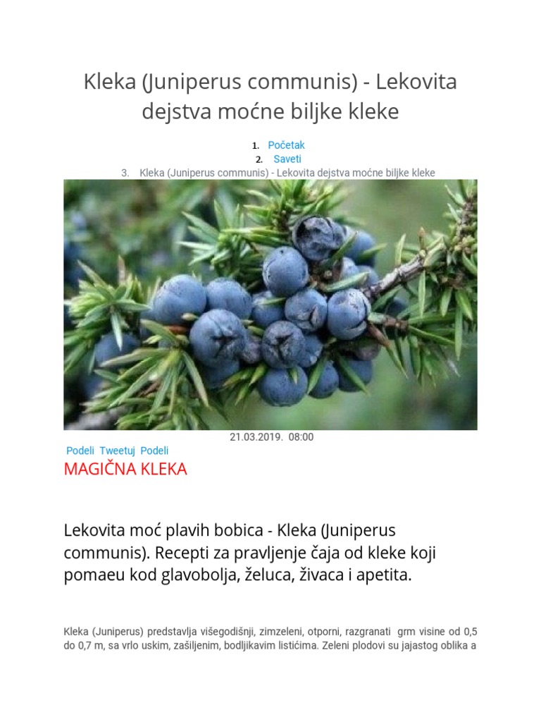 Kleka (Juniperus Communis) - Lekovita Dejstva Moćne Biljke Kleke | PDF