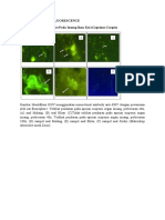 Teknik Immunofluorescence 1. Uji Immunofluorescence Pada Insang Ikan Koi (Cyprinus Carpio)