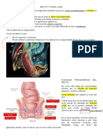 23 - Resumo Anato - Recto y Anus