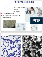 Definition: Gram +ve Cocci