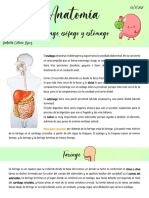 Anatomía de Faringe, Esófago y Estómago