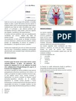 Sistema nervioso periférico: nervios craneales y espinales