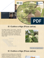 Higo Ficus Carica 5