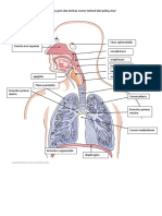 Worksheet Anatomi 