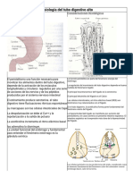 Fisiología Del Tubo Digestivo Alto