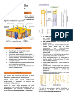 Estrutura e Funções das Membranas Plasmáticas