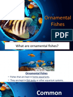 1.ornamental Fishes