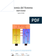 Anatomía Del Sistema Nervioso