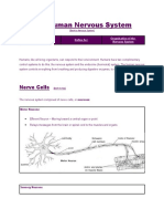 The Human Nervous System A2