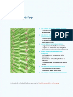 Tema 04. Lípidos - Desarrollado