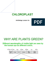 Chloroplast: Cell Biology: Lecture 13a