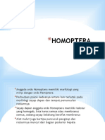 Homoptera Presentation