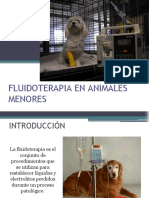 Fluidoterapia en Animales Menores