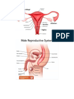 Alat Reproduksi