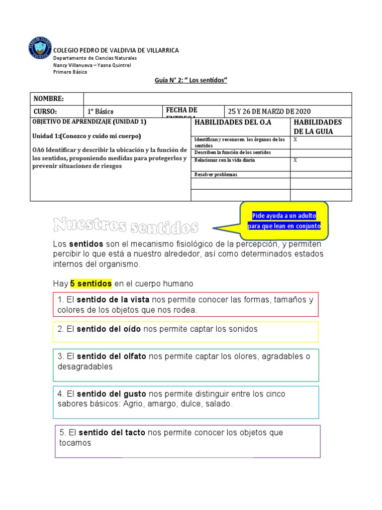 Guía de Sentidos para Primero Básico | PDF | Gusto | Neurociencia