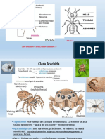 Arahnida: Cum Deosebim o Insectă de Un Păianjen ???