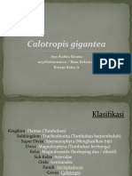 Calotropis Gigantea