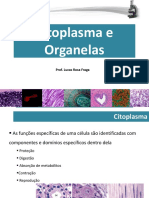 Aula3 Citoplasma e Organelas