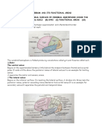 5 Cerebrum