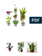 TIPOS DE PLANTAS 