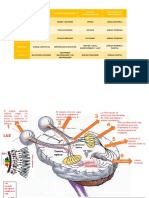 Vías Visuales Del Cerebro