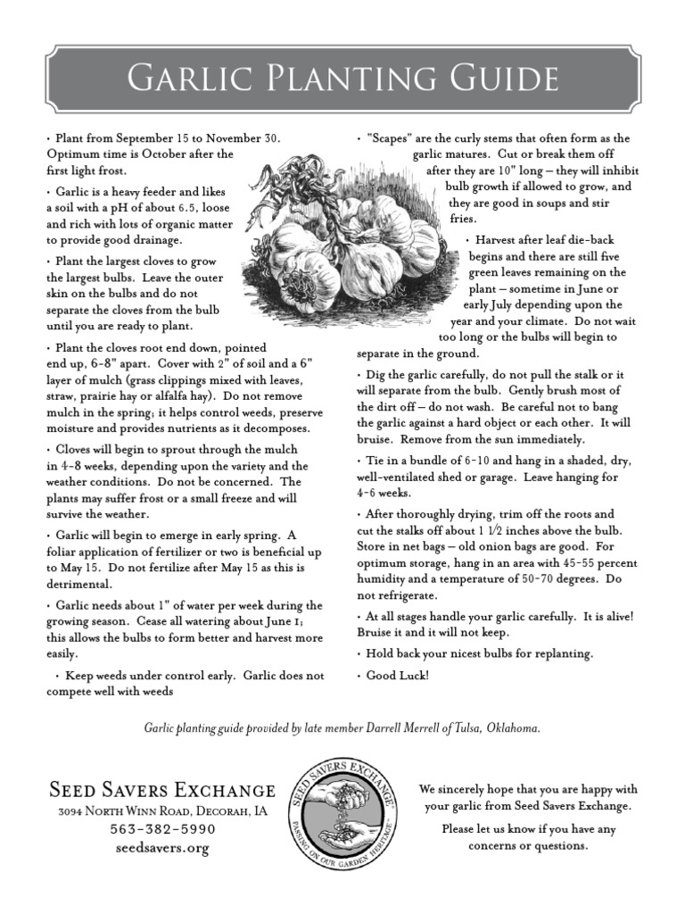 Garlic Planting Guide Seed Savers Exchange PDF Mulch Garlic