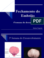 Formação do Embrião na 4a Semana