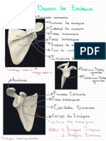 Acidentes Osseos Da Escapula