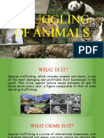Smuggling of Animals