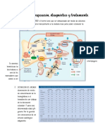 Anemias Clasificación, Diagnóstico y Tratamiento Apuntes