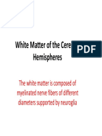 White Matter of The Cerebral Hemispheres
