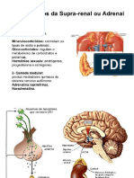 Aula Prática Endócrino PDF