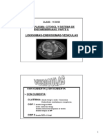 Lisosomas - Endosomas - Vesicula