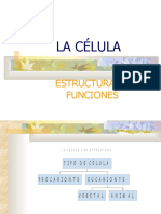 La celula - Estructura y funciones