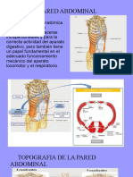 Pared Abdominal