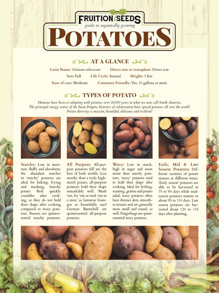 Guide to Growing Potatoes Successfully | PDF | Potato | Seed