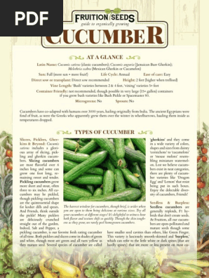 Growing Guide Cucumber