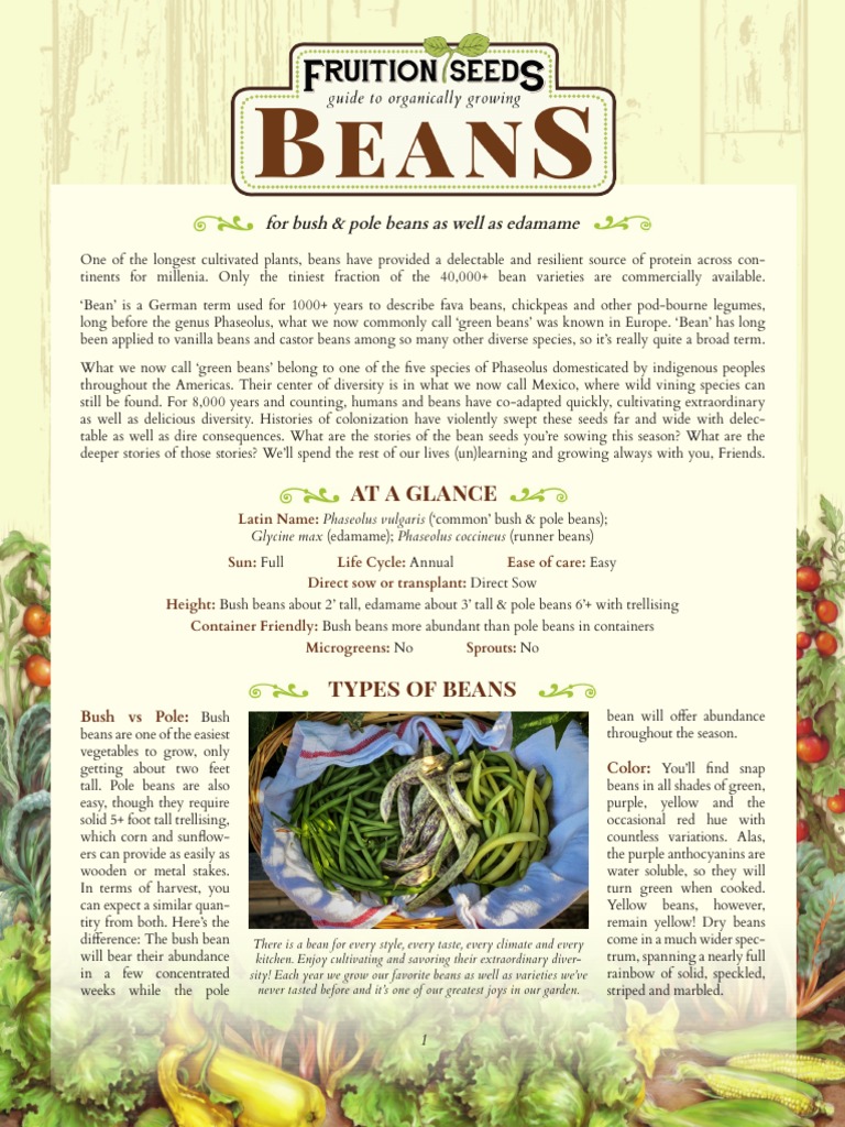 Cultivating Diverse Bean Varieties | PDF | Phaseolus Vulgaris | Green Bean