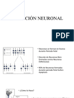 Selección Neuronal