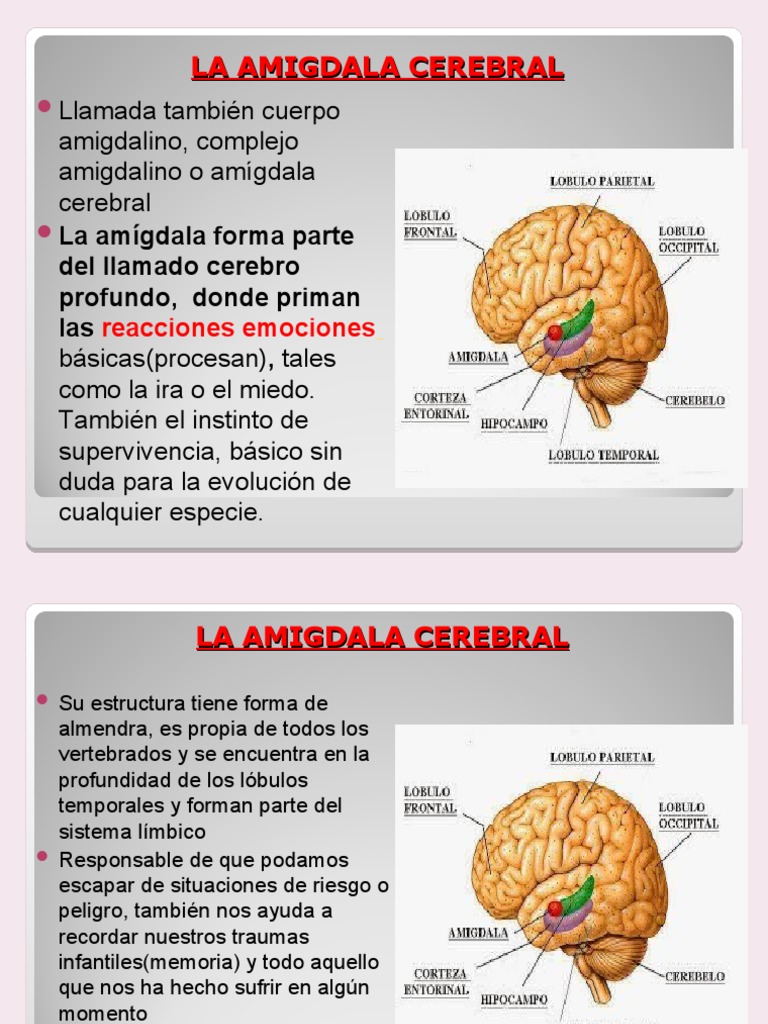 Funciones de la Amígdala Cerebral | PDF | Amígdala | Las emociones