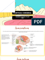 Corteza Cerebral - Valdivia Arenas Yurai - 1101