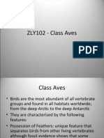 Class Aves-2-1