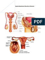 Partes Del Aparato Reproductor Masculino y Femenino