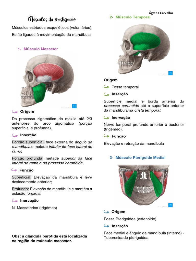 Músculos Da Mastigação Download Grátis Pdf Tecido Macio Anatomia