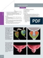 Prostatic Hyperplasia: Terminology Top Differential Diagnoses