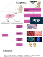 Apoptosis