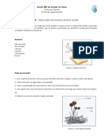 Protocolo Observação Microscópica Do Bolor Do Pão